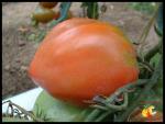 Tomate Rose de l'Omio