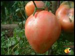 Tomate Rose de l'Omio