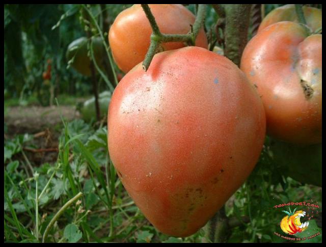 Tomate Rose de l'Omio