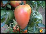Tomate Rose de l'Omio