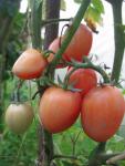 Tomate Podland Pink