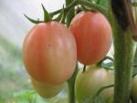 Tomate Podland Pink