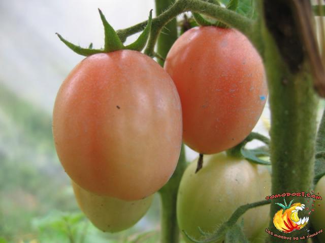 Tomate Podland Pink