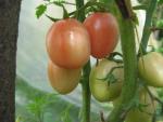 Tomate Podland Pink