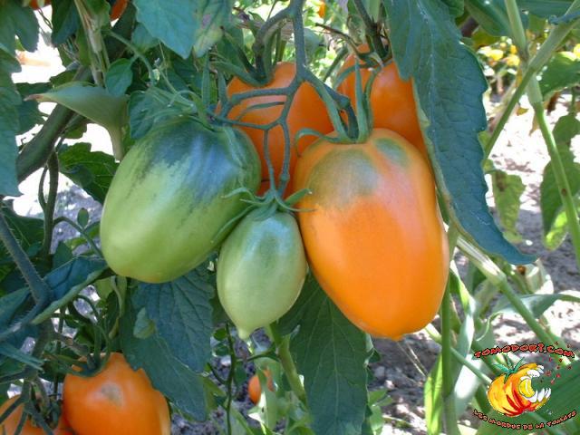 Tomate Banana Orange