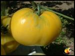 Tomate Mortgage Lifter Yellow