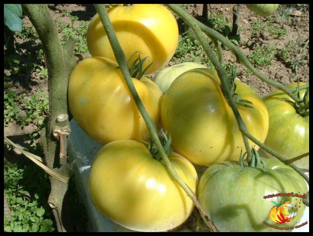 Tomate Mortgage Lifter Yellow