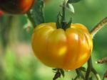 Tomate Ponderosa Golden 