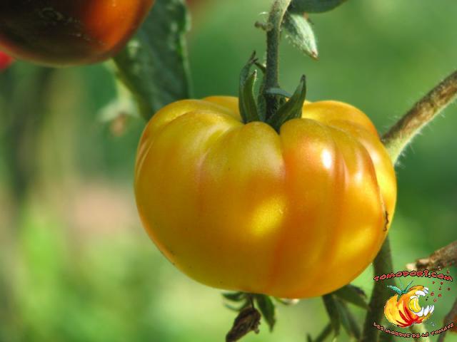Tomate Ponderosa Golden 