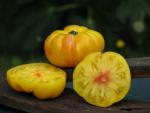 Tomate Ponderosa Golden 