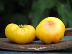 Tomate Ponderosa Golden 