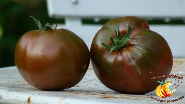 Tomate Noire de Crimée