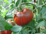 Tomate Noire de Crimée