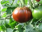 Tomate Noire de Crimée