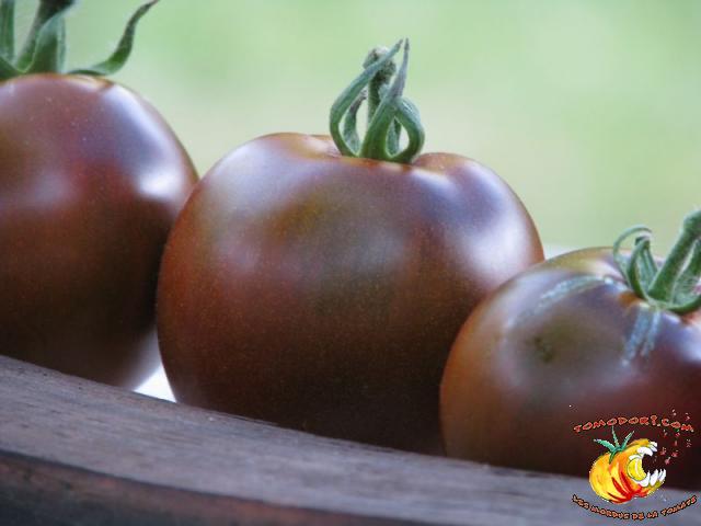 Tomate Noire de Crimée