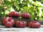 Tomate Purple Calabash