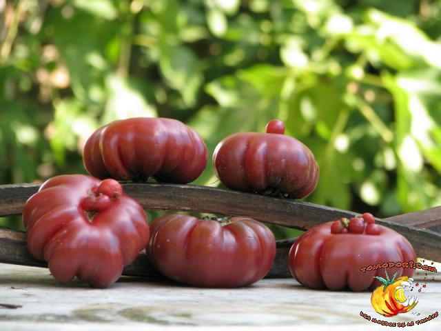 Tomate Purple Calabash