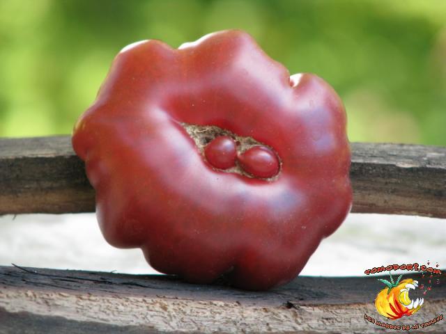 Tomate Purple Calabash