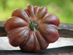 Tomate Purple Calabash