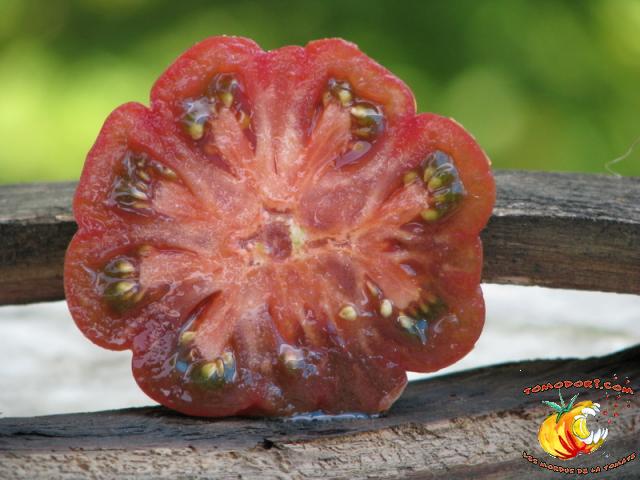 Tomate Purple Calabash