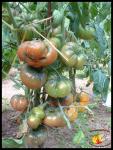 Tomate Siniy