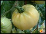 Tomate White Princess