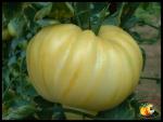 Tomate White Princess