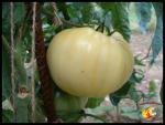 Tomate White Princess