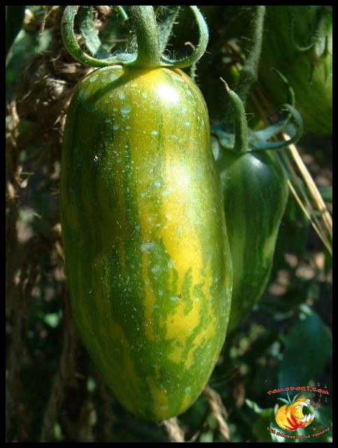 Tomate Green Sausage