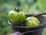 Tomate Green Zebra
