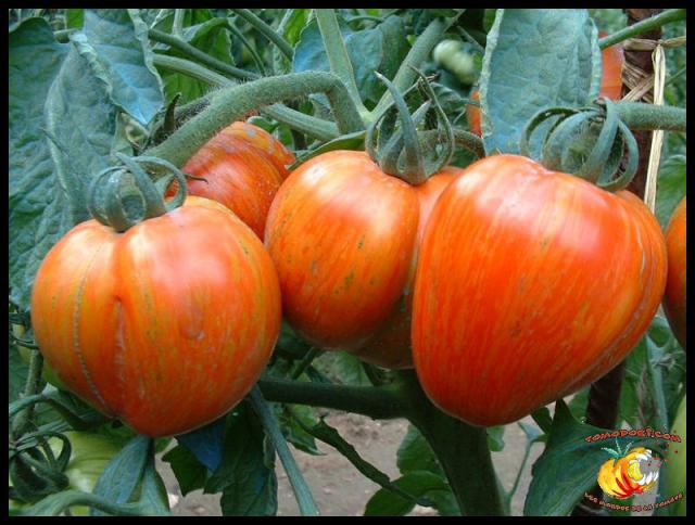 Tomate Schimmeig Creg