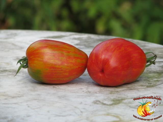 Tomate Striped Roman