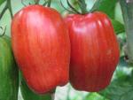 Tomate Striped Roman