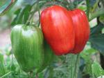 Tomate Striped Roman