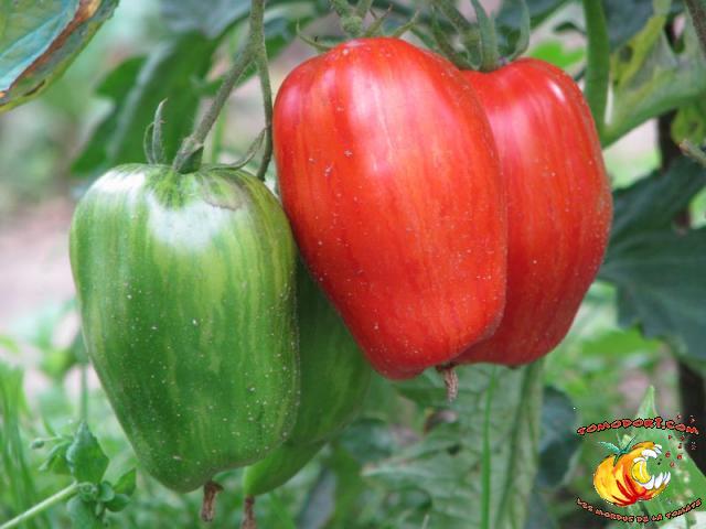 Tomate Striped Roman