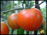 Tomate Tiger Tom