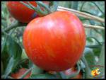 Tomate Tiger Tom