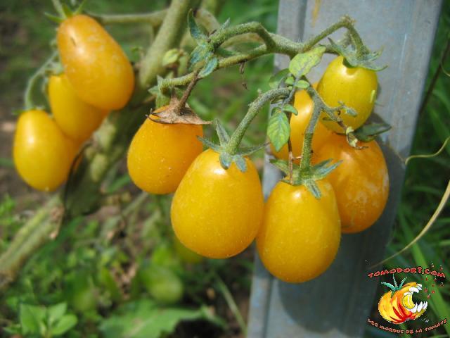 Tomate Gelb Dettilwein