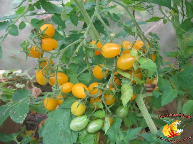 Tomate Gelb Dettilwein