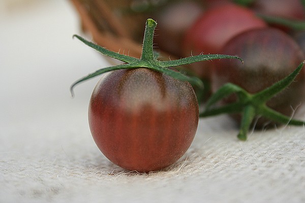 Tomate cerise noire