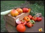Tomates et couleurs