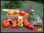 Tomates et couleurs