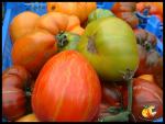 Tomates et Couleurs