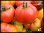 Tomates et Couleurs