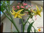 Fleurs de tomates