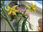 Fleurs de tomates