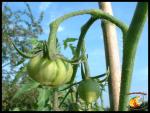 Jeunes tomates en pleine croissance
