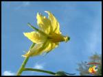 Fleurs de tomates