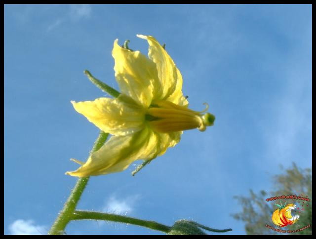 Fleurs de tomates