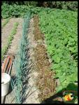 Poireaux, salades et haricots verts.
